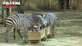 Zebras Having Breakfast [upl. by Chainey797]