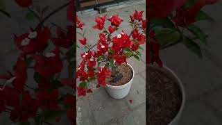 ID Fire Flame  Bougainvillea Garden  Flowers Bloom  Rare Collection  Tips  grafted  grow [upl. by Teews]