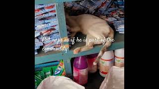 Cat naps at the store cat viralvideo cuteecats [upl. by Nordine466]