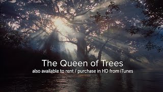 The Queen of Trees  OFFICIAL [upl. by Zsa Zsa541]