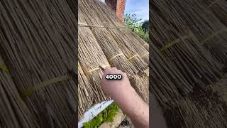 How This Ancient Roof Technique Remains Effective 🤯 thethatchingguy [upl. by Etnom573]