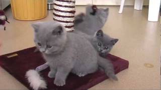 Kittens 8 12 week oud Blauwe Britse Korthaar [upl. by Htenek864]