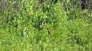 Blackbilled Cuckoo Croatan National Forest North Carolina [upl. by Morgen586]