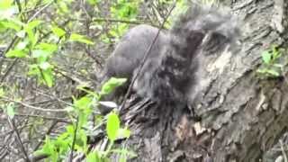 Western Gray Squirrel Sciurus griseus in Santa Barbara California [upl. by Zizaludba]