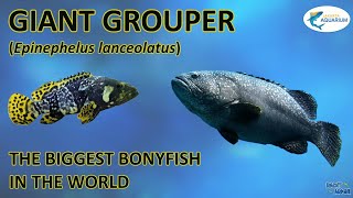 Giant Grouper The biggest bonyfish which can eats a shark [upl. by Katsuyama]