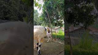 DOMBA GARUT MIJAH shortvideo domba animals sheep shorts fyp fypシ゚ dombagarut ternak [upl. by Sum]