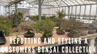 Repotting amp Styling A Customers Bonsai Collection [upl. by Sorce]