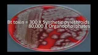 Bacillus thuringiensis Bt diversity [upl. by Otipaga]