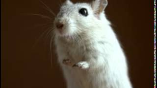 Gerbil Facts  Facts About Gerbils [upl. by Analiese45]