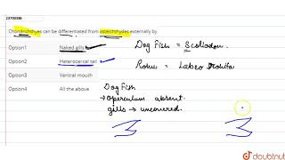 Chondrichthyes can be differentiated from osteichthydes externally by  12  VERTEBRATAAGNATHA [upl. by Eireva885]