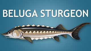 Elltharis  BELUGA STURGEON 5★ [upl. by Elleuqram610]