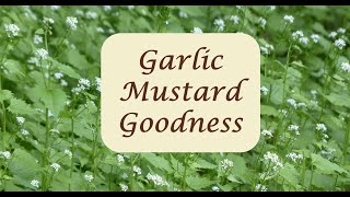 Garlic Mustard Goodness [upl. by Sirc]