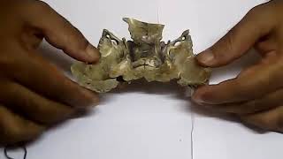 SPHENOID BONE [upl. by Jo Ann]