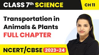 Class 7 Science Ch 11 Transportation in Animals amp Plants Full Chapter Explanation amp NCERT Solutions [upl. by Eniroc]