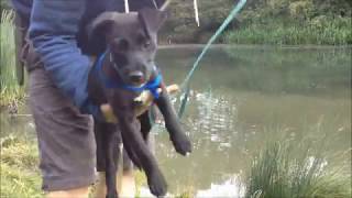 Lurcher Pup Training Intro To Water amp Games [upl. by Tana401]