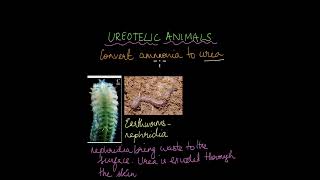 Excretion in Plants and Animals  Excretion  Life Science  Khan Academy [upl. by Mahon141]