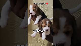 Show quality 🔥 beagle puppies for sale in Bangalore pets doglover dog puppy quality cutedog [upl. by Cynth]