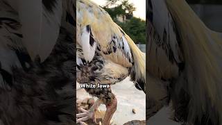 White Jawa  سفید جاوا  Aseel Murga youtubeshorts aseelmurga birds chicken pets [upl. by Lim]