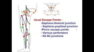 Venous hemodynamics physiopathology and treatments CFranceschi BARI 2024 [upl. by Walliw135]