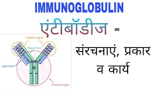 what is Antibody immunoglobulin Ig  types structure function  IgI IgG IgA IgD IgM  ig [upl. by Hgielsa]