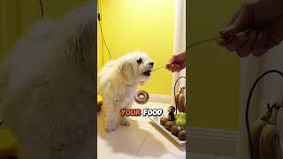 I Want Food 🍗 dog pet short [upl. by Vyner]