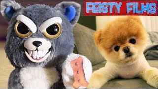 Feisty Pets vs Real Animals Compilation Vol 1 [upl. by Esinahs]