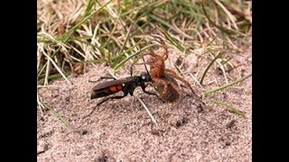 Pompile attaque une araignée dans la nature [upl. by Gruber611]