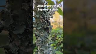 Lichensbiodiversitywesternghatsplantsnatureplantworldyoutubeshorts [upl. by Adnema]