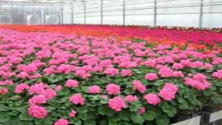 Bordine Geranium cutting propagation [upl. by Karyn]