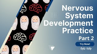 Nervous System Development Part 2  Neuroanatomy [upl. by Tracay]