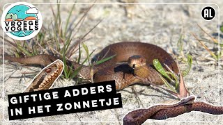 Adders zijn aan het zonnen  Zelf Geschoten  Vroege Vogels [upl. by Shepard]