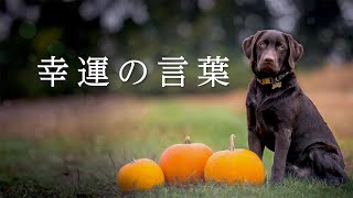 幸運の言葉『こころの四季』15 [upl. by Sal]