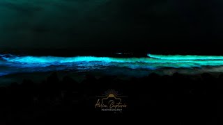 Bioluminescence in Chennai  19102024 [upl. by Aihsenad]