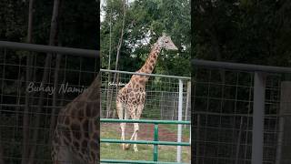 Friendly giraffe at Zootastic Park [upl. by Hen70]