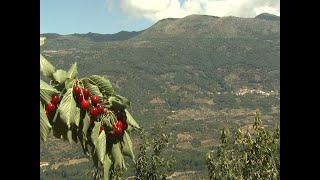 Salen al mercado las primeras Picotas del Jerte con Denominación de Origen Protegida [upl. by Yeliak588]