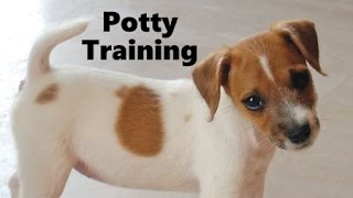 How To Potty Train A Parson Russell Terrier Puppy  House Training Parson Russell Terrier Puppies [upl. by Richella]