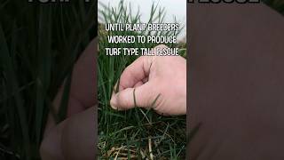 Kentucky 31 Fescue vs Elite Turf Type Tall Fescue [upl. by Aspasia]