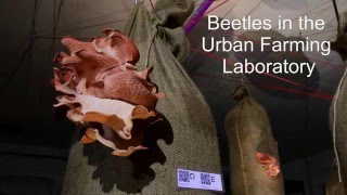 Beetles in the Underground Urban Farming Laboratory Zurich [upl. by Nylyahs]