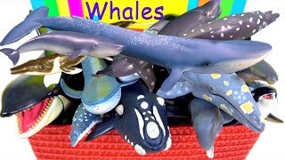 Awesome Sea Animals  Orca Blue Whale Grey Whale Sperm Whale Humpback Whale Killer Whale 13 [upl. by Halas]