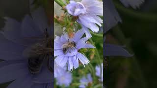 Piekne ujecie 🐝 na nazwa botaniczna Cichorium intybus freetime nature flowers love [upl. by Flam]