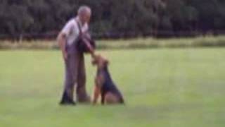 Airedale Terrier IPO 1  Personal  Family Protection  Schutzhund dog training [upl. by Bates]