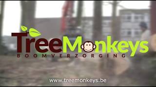 Treemonkeys Boomverzorging [upl. by Sclater]