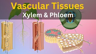 What are Vascular tissues What is Xylem and phloem Types of plant tissues Histology biology [upl. by Legir572]