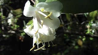 Lonicera fragrantissima for Honeyeaters [upl. by Rori]