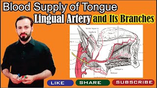 40 Lingual Artery  Branches of Lingual Artery  Branches of External Carotid Artery  Toplesson4u [upl. by Enirehtak]