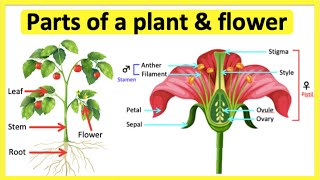 Parts of a plant amp flower 🌷 Anatomy amp function  Learn with pictures [upl. by Amlet]