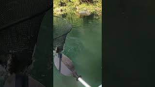 Beautiful Meramec River Smallmouth fishing kayakbassfishing smallmouthbass [upl. by Pendergast]