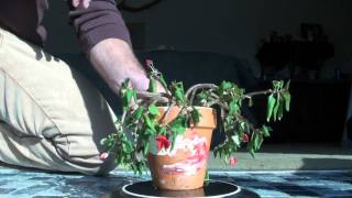 capillary action time lapse physics in nature [upl. by Nader]