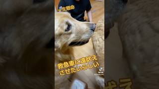 ワンワンは救急車に遠吠えするの！？ゴールデンレトリバー ゴールデンレトリバー多頭飼い goldenretriever [upl. by Nance]