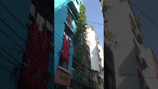 গাছের নাম জানা নাইshorts trees [upl. by Llenrub296]